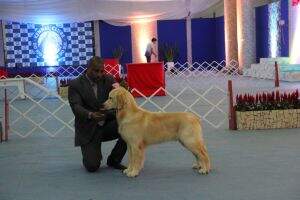 Goldens do Gaules Lord Tweedmouth Goldens do Gaules Lord Tweedmouth