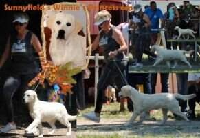 InterCh/ChSRB/ChMK/WT Sunnyfield's Winnie's Princess