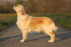 VDH/Dt./Romanian/Slovenian/Swiss Show Ch. Inverness Golden Easy Lover