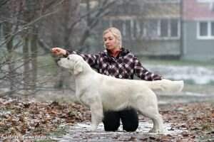 RUS CLUB CH RUS CH CLUB GRAND CH RUS CH Belarus Retriever 2023 Puello Oris Pure Diamond
