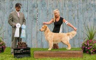 CanGCH CH Grayvalley Gents Prefer Blonds
