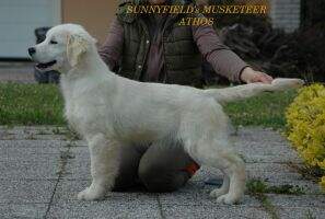 BISS-4, MBOB, RBIG, IND CH. Sunnyfield's Musketeer ATHOS BISS-4, MBOB, RBIG, IND CH. Sunnyfield's Musketeer ATHOS