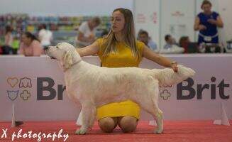 SK & HU & RO BRIGHT DIAMOND Canis Regnum SK & HU & RO BRIGHT DIAMOND Canis Regnum