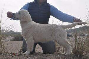 C.I.E.,Dt.Ch.VDH+GRC+DRC,Ch.SLO,.HR.Sh.Ch,Celje Winter Winner, Dt.Jug.Ch.VDH+GRC, VDH-Jg.Fr?hj.Sg. Cross Meadows Golden Betty