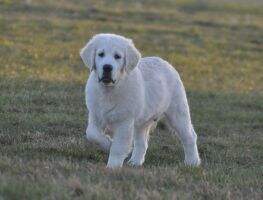 Cross Meadows Golden Balti