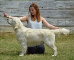 Ro.Ch. Srb.Ch. Jako's Exceptional Emerald