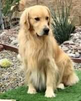 Bear Valley's Levi