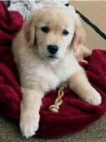 Bear Valley's Riley