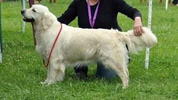 Jazzie Show Stopper de Ambersclan