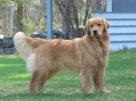 Golden Pond Mystical ME