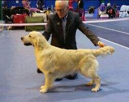 N Jako's Companion For The Future