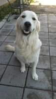 Sir Rocky Diamond of Polar Arctic