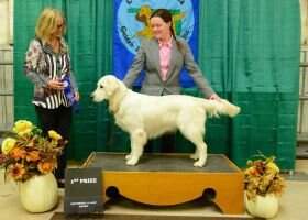 UCI Southern Cream Retrievers Vivian TKN