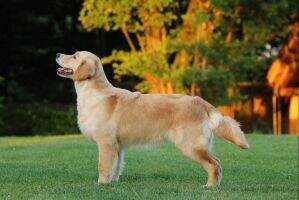 Beneteau is just Golden