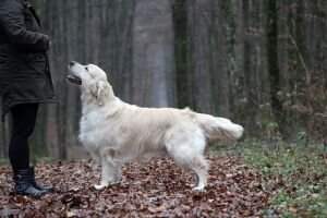 CIE CIB JCH.CRO.SLO. SH.CH.CRO. CH.CRO.RS.BIH.SLO.HUN.BG. Wonder Famous Gold Kamenne Hradby CRO.JCW'18 RS CW'19 SLO.CW'19 HUN.CW'20 Crufts qualification 2020