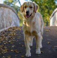 Goldpuppies Finnick Free To Fly TKA