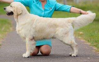СIB CH CH RUS BLR LIT 2xJ.Eurasia Crufts Qualification FT-DUCK Bonett Bride Join Happiness СIB CH CH RUS BLR LIT 2xJ.Eurasia Crufts Qualification FT-DUCK Bonett Bride Join Happiness