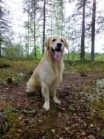 TK1 Goldfellow Raindance Lily