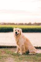 Carolina Country Golden's Beu Boy