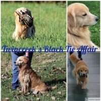 RACH Twincreek's Black Tie Affair BN VER RM3 RAE2 CCA CGCA CGCU TKI VHMA