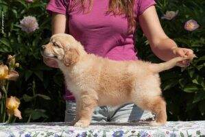 Tramin Ethnic Style TKN