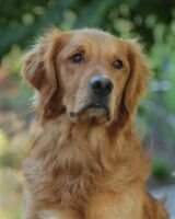 Skyriver's Golden Legend