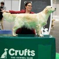 Drombeg Promise Club - 1CC-1Green Star- CRUFTS lifetime qualified Drombeg Promise Club - 1CC-1Green Star- CRUFTS lifetime qualified