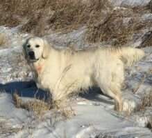 Sir Joseph of Sioux River Hunt Club