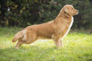 Perfect Golden Candy Fly Perfect Golden Candy Fly