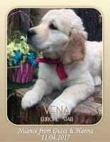 VENA EUROPE STAR