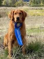 Semper Tucker Duck Of Fourth Coast QA2 ***