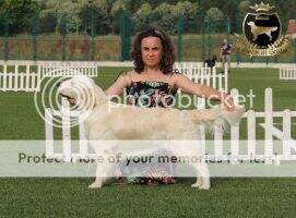 ChBg, GrandCh, Balkan Ch, JChBg, JGrandCh. JBalkan Ch. Piece Of Gold Europe's Got To Have Faith Crufts Qualification 2019