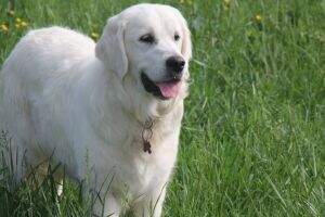 Tramin Sweet Annie