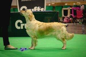 Chiquita Punch Of Purple Bell Flower BJS'18, 2nd in class Crufts19