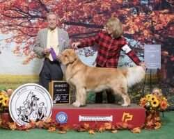 UKC CH Gazebo's Irish Legend