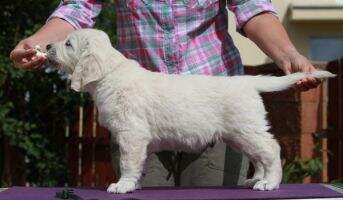 Ferrero Rocher Dorado Blanco