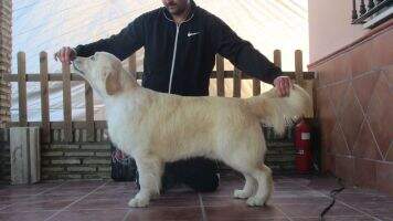 Tramin Conquistador for Serendipity Dog