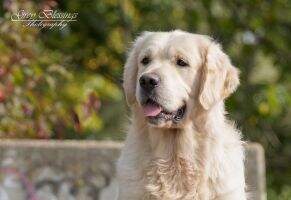 Dutch Vet CH Golden Force Amazing Call