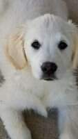 Beaver Creek's Skylar Blue