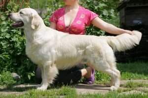 GRAND RUS CH Irispride Daddy Cool for Gold Beauty GRAND RUS CH Irispride Daddy Cool for Gold Beauty