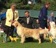 PT CH Giltedge Braveheart