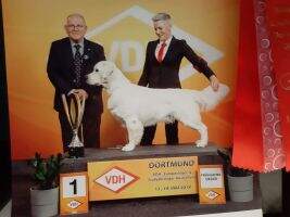 UA GrJCH CEEU 2018 3/33 WWS 2018 (Jun cl) UA in Breed Antonio Vivaldy Emperor Moon Melody UA/RO/MD/BL/SL CH RO/MD VHC CRUFTS 2019