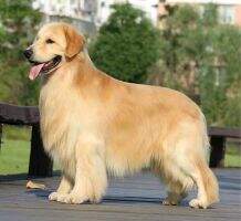 CH.CN Xammy Cke of Jin Se Hui Huang Kennel