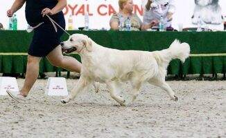Angelonato Hunter Spirit Junior vice World Winner '16