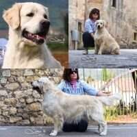 1st Class Goldens Dream Lover