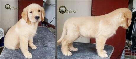 Venus Queen Clara