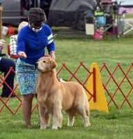 GCHB Leongolden Let's Celebrate Boss