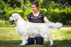 Dutch Ch, Dutch Jr Ch & Lux. Jr Ch Vestafjell's Quite Knight Clubwinner 2022 & Crufts Qualification 2019 Dutch Ch, Dutch Jr Ch & Lux. Jr Ch Vestafjell's Quite Knight Clubwinner 2022 & Crufts Qualification 2019