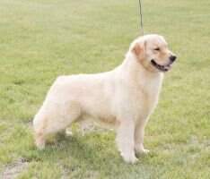 Quivira Goldens Sir Winston
