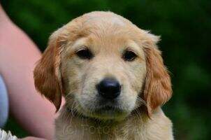 Golden Teamplayer Baxter Golden Teamplayer Baxter